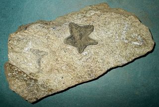 Rare complete 3.  5cm Marocaster coronatus starfish: Cretaceous of Morocco 4