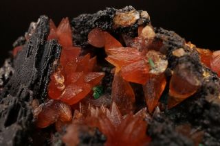 CLASSIC Rhodochrosite Crystal Cluster WOLF MINE,  GERMANY - Ex.  Logan 11