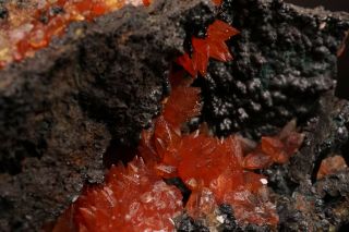 CLASSIC Rhodochrosite Crystal Cluster WOLF MINE,  GERMANY - Ex.  Logan 12