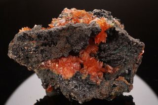 Classic Rhodochrosite Crystal Cluster Wolf Mine,  Germany - Ex.  Logan