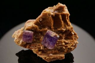 CLASSIC Purple Fluorapatite Crystal Cluster PULSIFER MINE,  MAINE 11
