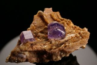 CLASSIC Purple Fluorapatite Crystal Cluster PULSIFER MINE,  MAINE 12