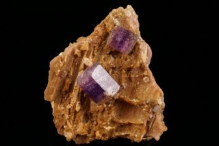 CLASSIC Purple Fluorapatite Crystal Cluster PULSIFER MINE,  MAINE 3
