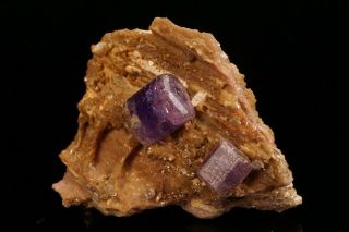 CLASSIC Purple Fluorapatite Crystal Cluster PULSIFER MINE,  MAINE 6
