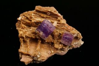 CLASSIC Purple Fluorapatite Crystal Cluster PULSIFER MINE,  MAINE 7