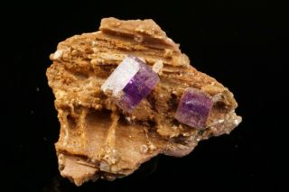 CLASSIC Purple Fluorapatite Crystal Cluster PULSIFER MINE,  MAINE 8