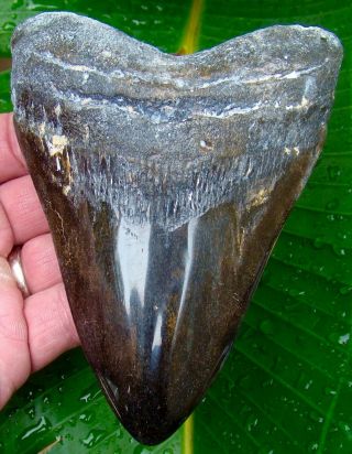 Megalodon Shark Tooth - Over 5 & 3/8 In.  Real Fossil Sharks Teeth - Jaw