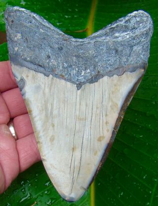 Megalodon Shark Tooth - OVER 5 & 3/8 in.  REAL FOSSIL SHARKS TEETH - JAW 2