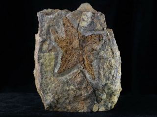 Star Fish Stenaster Fossil Ordovician 450 Million Years Starfish Brittle Family