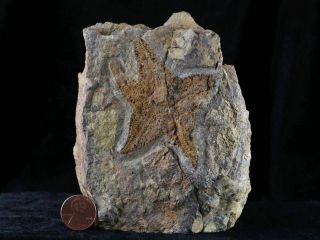 Star Fish Stenaster Fossil Ordovician 450 Million Years Starfish Brittle Family 2