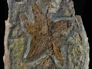 Star Fish Stenaster Fossil Ordovician 450 Million Years Starfish Brittle Family 3