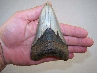 4.  87 Inch Megalodon Fossil Shark Tooth Teeth - 7.  7 Oz - Tooth Stand