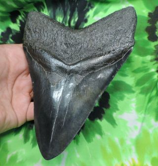 Megalodon Sharks Tooth 6 1/8  inch fossil sharks tooth sharks teeth 10
