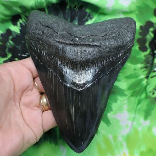 Megalodon Sharks Tooth 6 1/8  inch fossil sharks tooth sharks teeth 2