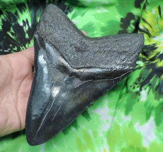 Megalodon Sharks Tooth 6 1/8  inch fossil sharks tooth sharks teeth 8