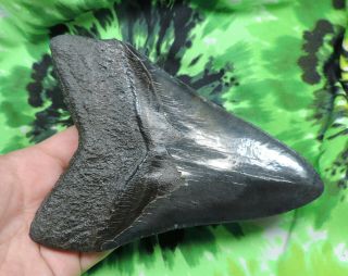 Megalodon Sharks Tooth 6 1/8  inch fossil sharks tooth sharks teeth 9