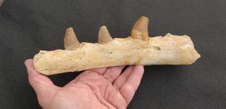 Fossil Post Dinosaur Eocene Basilosaur Archaeocete Jaw Bone 3 Skull Tooth