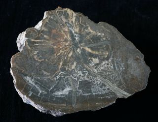 Permian Conifer Dadoxylon From Indian Creek,  Ut End Cut Polished Petrified Wood