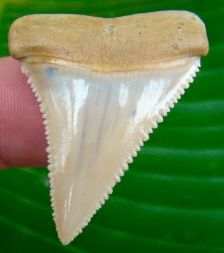 Great White Shark Tooth - 1 & 3/4 In.  Chile - Museum Grade Flawless - Chilean
