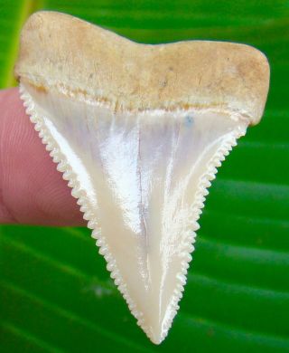 Great White Shark Tooth - 1 & 3/4 in.  Chile - MUSEUM GRADE FLAWLESS - Chilean 2