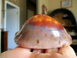Cypraea shell Venusta? unknown 4
