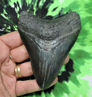 Megalodon Sharks Tooth 4 1/8  Inch No Restorations Fossil Sharks Tooth Teeth