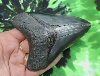 Megalodon Sharks Tooth 4 1/8  inch NO RESTORATIONS fossil sharks tooth teeth 2