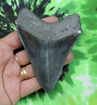 Megalodon Sharks Tooth 4 1/8  inch NO RESTORATIONS fossil sharks tooth teeth 3