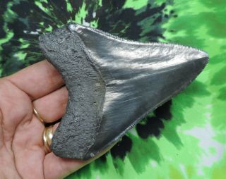 Megalodon Sharks Tooth 4 1/8  inch NO RESTORATIONS fossil sharks tooth teeth 4