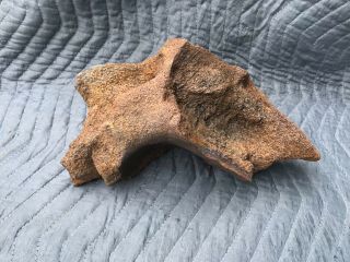 Large Jurassic Dinosaur Bone: Vertebrae???