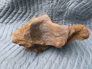 Large Jurassic Dinosaur Bone: VERTEBRAE??? 3