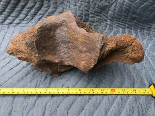 Large Jurassic Dinosaur Bone: VERTEBRAE??? 4