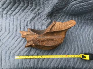 Large Jurassic Dinosaur Bone: VERTEBRAE??? 5