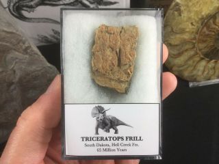 Triceratops Frill 03 - S.  Dakota,  Hell Creek,  Dinosaur Bone Fossil