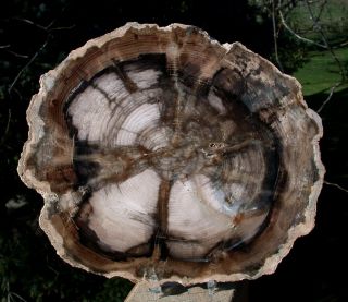 Sis: Amazingly Fine 9 ",  Petrified Wood Round - Black Ash - Mcdermitt,  Or
