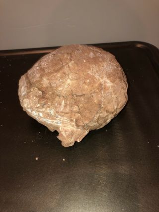 Dinosaur Egg,  Fossil With Certificate Of Authenticity