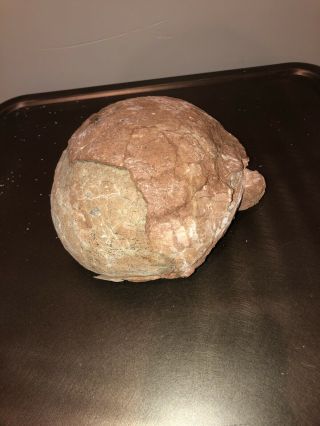 Dinosaur Egg,  Fossil with Certificate of Authenticity 2