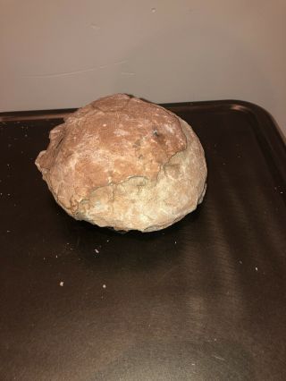 Dinosaur Egg,  Fossil with Certificate of Authenticity 4