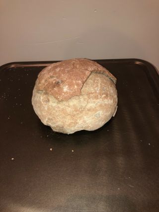 Dinosaur Egg,  Fossil with Certificate of Authenticity 5