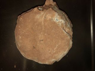 Dinosaur Egg,  Fossil with Certificate of Authenticity 6