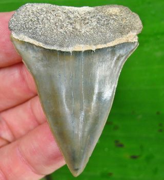 Extra Large Sarasota Florida Fossil Mako Shark Tooth Not Megalodon Teeth