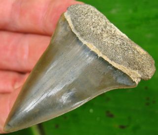 Extra Large Sarasota Florida Fossil Mako Shark Tooth not Megalodon teeth 2