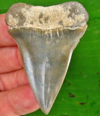 Extra Large Sarasota Florida Fossil Mako Shark Tooth not Megalodon teeth 3