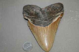 Megalodon Fossil Giant Shark Teeth Natural Large 5.  26 " Huge Tooth