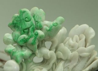 Cert ' d Untreated Green Nature A jadeite Jade Sculpture statue cabbage 白菜 q72551Q 4