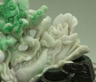 Cert ' d Untreated Green Nature A jadeite Jade Sculpture statue cabbage 白菜 q72551Q 5
