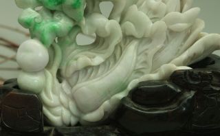 Cert ' d Untreated Green Nature A jadeite Jade Sculpture statue cabbage 白菜 q72551Q 6