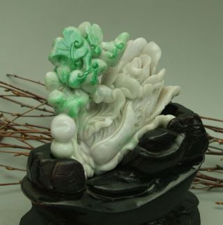Cert ' d Untreated Green Nature A jadeite Jade Sculpture statue cabbage 白菜 q72551Q 8