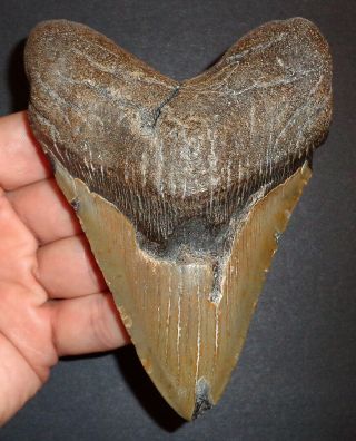 Very Large 4.  901 " Megalodon Shark Tooth Fossil From N.  Carolina Real Shark Tooth
