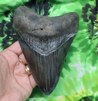 Megalodon Sharks Tooth 6  Inch Fossil Sharks Tooth Sharks Teeth